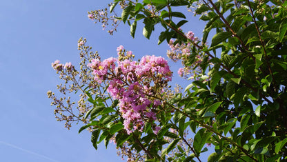 Lagerstroemia indica Tuinplanten bloem