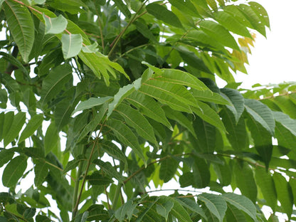 Kalopanax septemlobus maximowiczii Tuinplanten