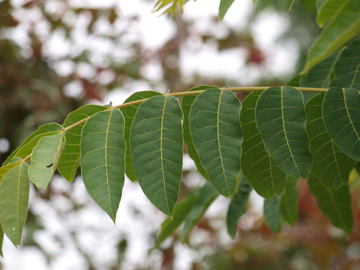 Kalopanax septemlobus maximowiczii Tuinplanten