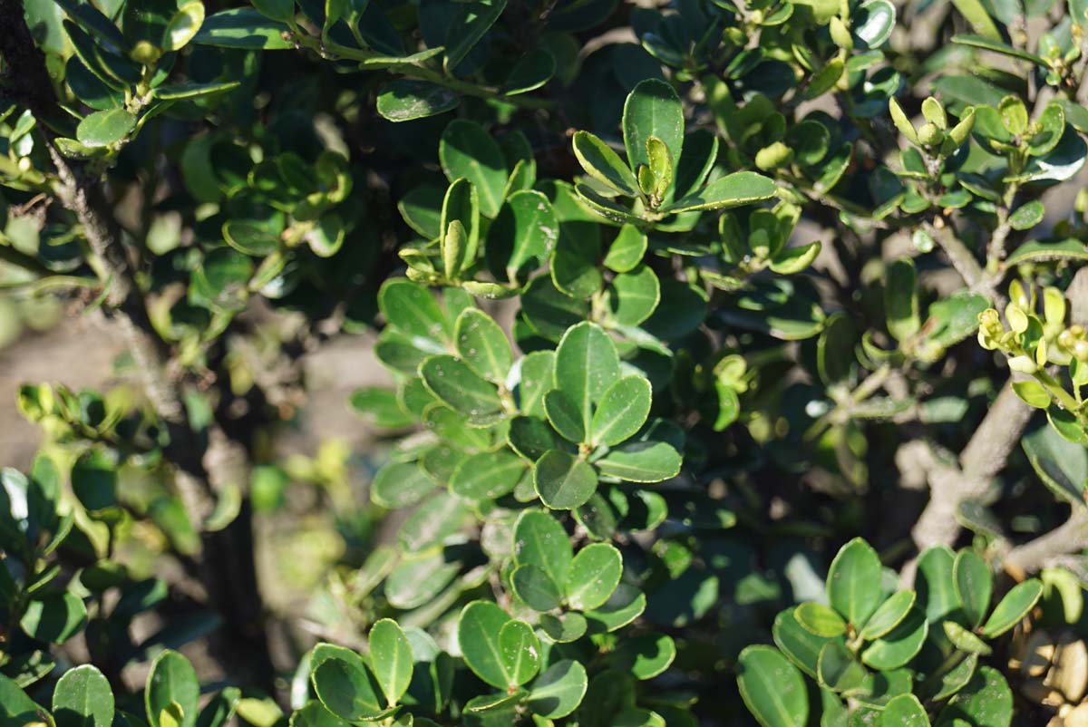 Ligustrum vulgare 'Lodense' meerstammig / struik