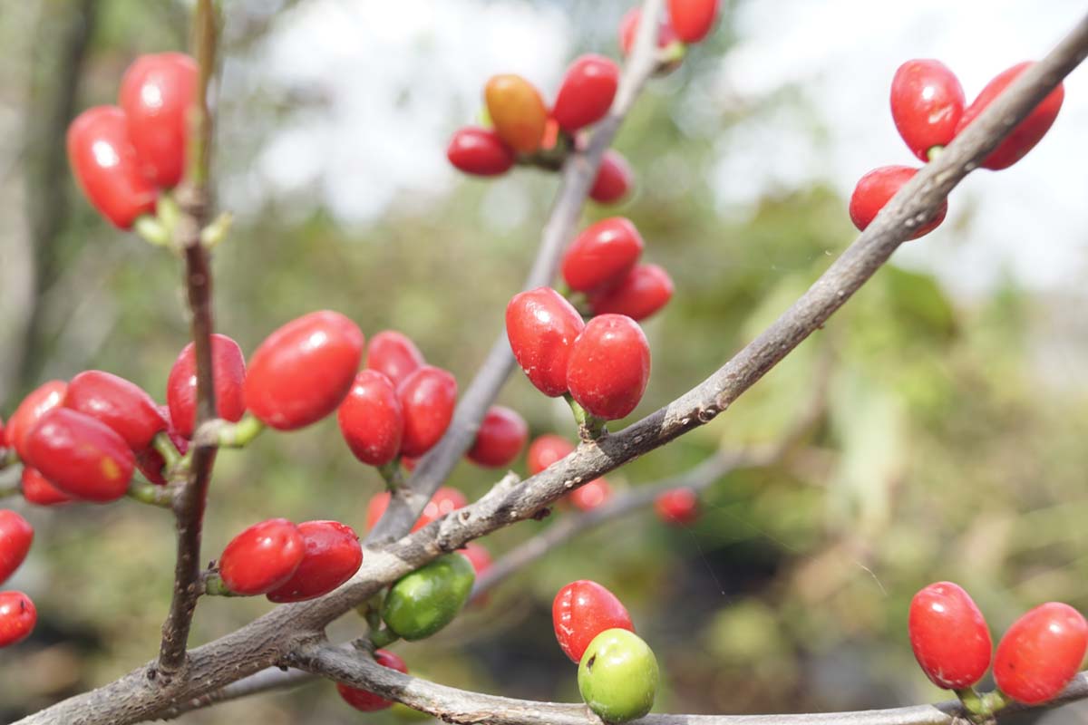 Lindera benzoin op stam