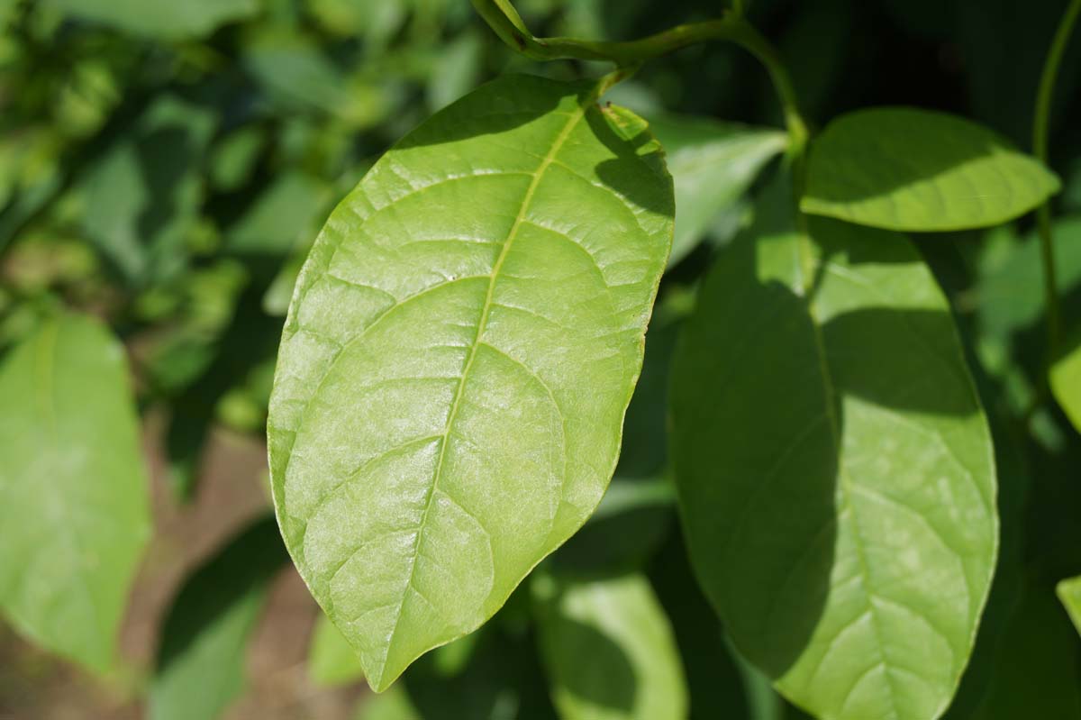 Lindera benzoin op stam