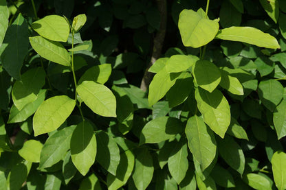 Lindera benzoin Tuinplanten