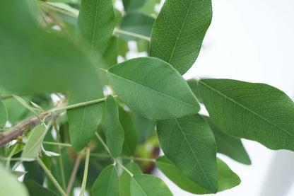 Lespedeza thunbergii Tuinplanten