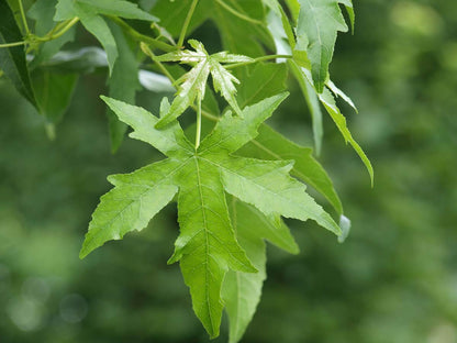 Liquidambar styraciflua solitair blad