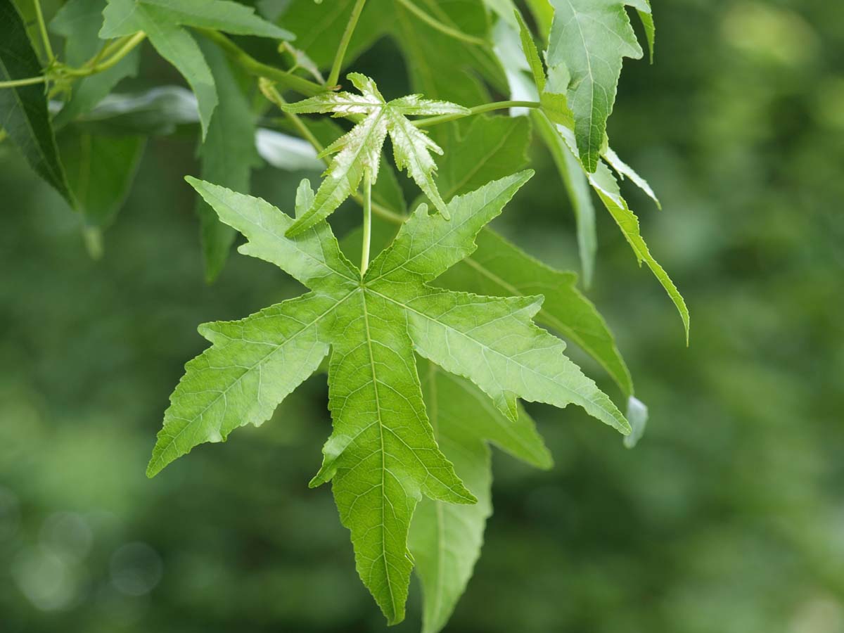 Liquidambar styraciflua haagplant blad