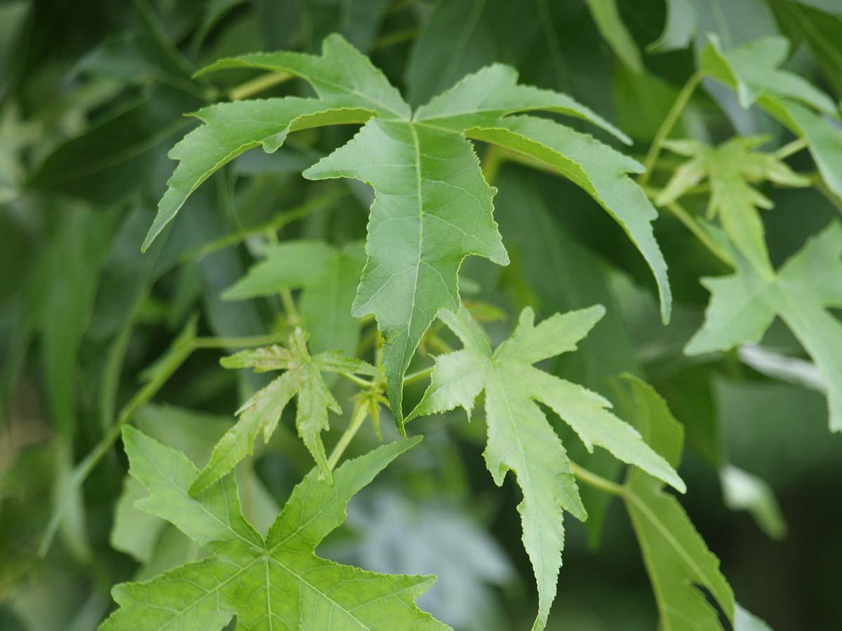 Liquidambar styraciflua 'Parasol' meerstammig / struik