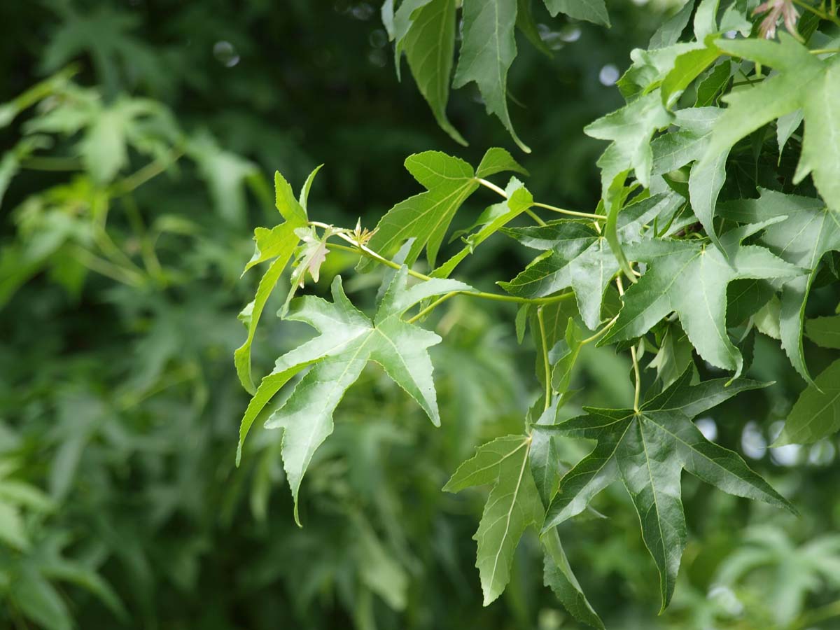 Liquidambar styraciflua 'Parasol' meerstammig / struik