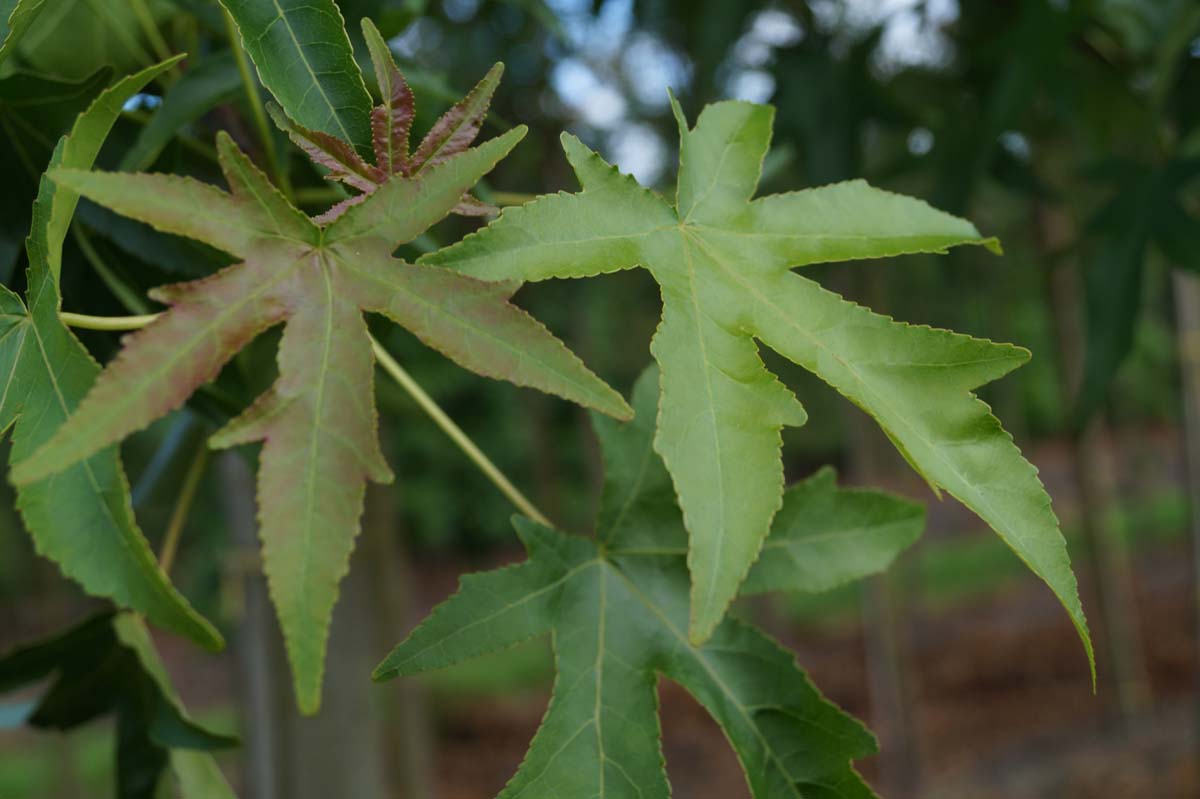 Liquidambar styraciflua 'Parasol' meerstammig / struik