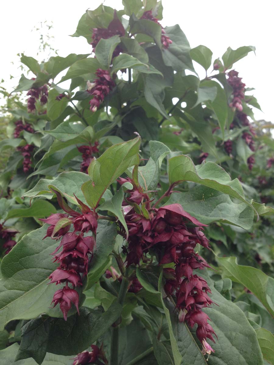 Leycesteria formosa meerstammig / struik bloem