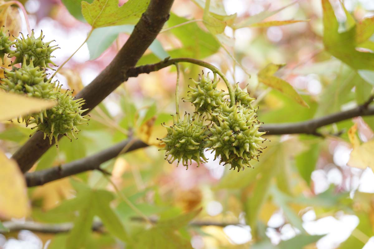 Liquidambar styraciflua 'Worplesdon' leiboom zaaddoos