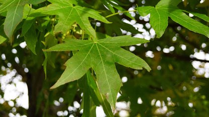 Liquidambar styraciflua 'Worplesdon' leiboom blad