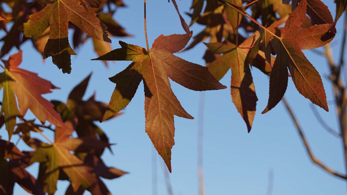 Liquidambar styraciflua 'Worplesdon' leiboom herfstkleur