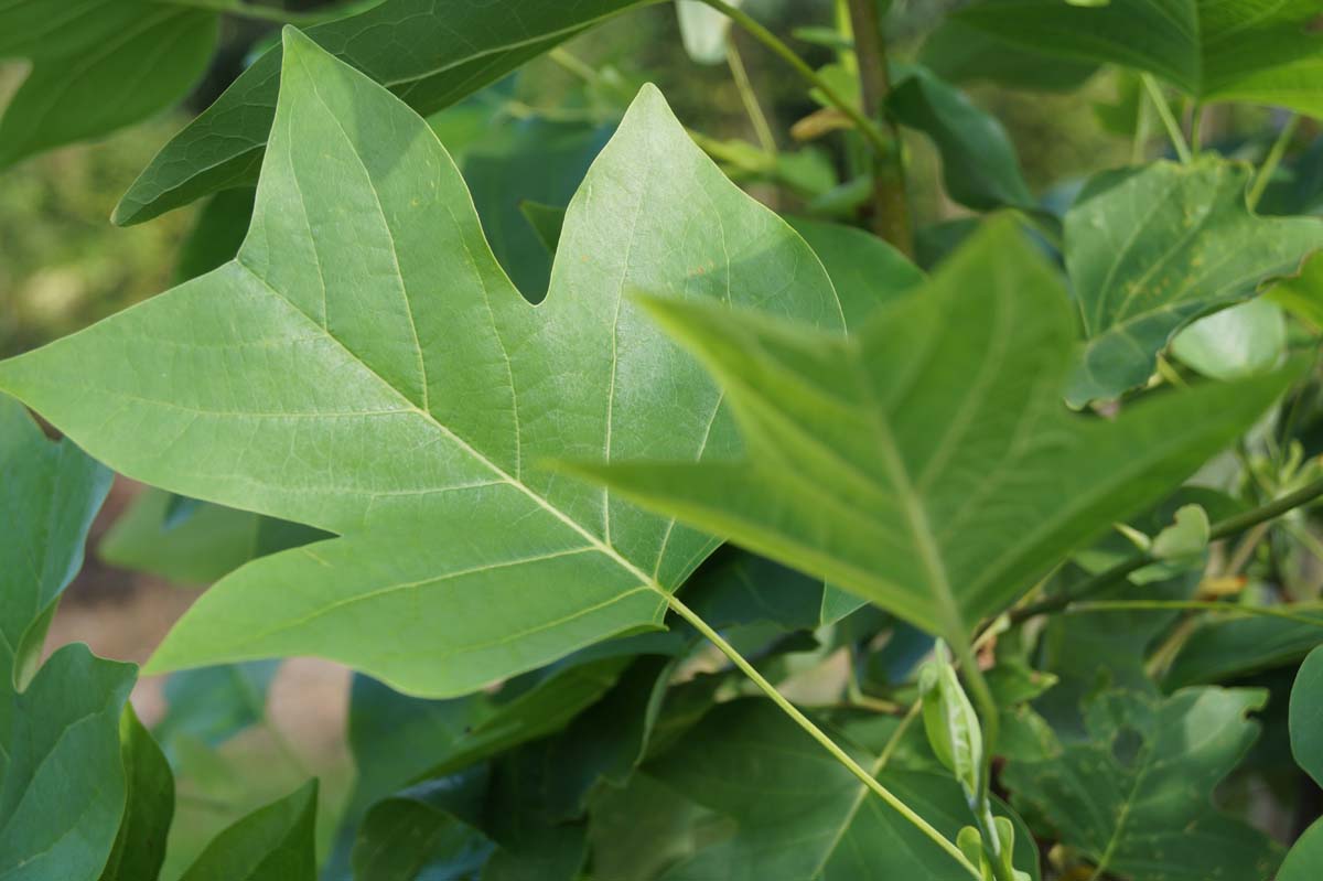 Liriodendron tulipifera dakboom blad