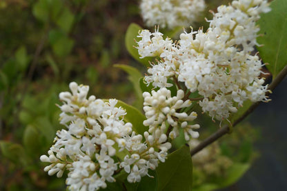 Ligustrum lucidum Tuinplanten