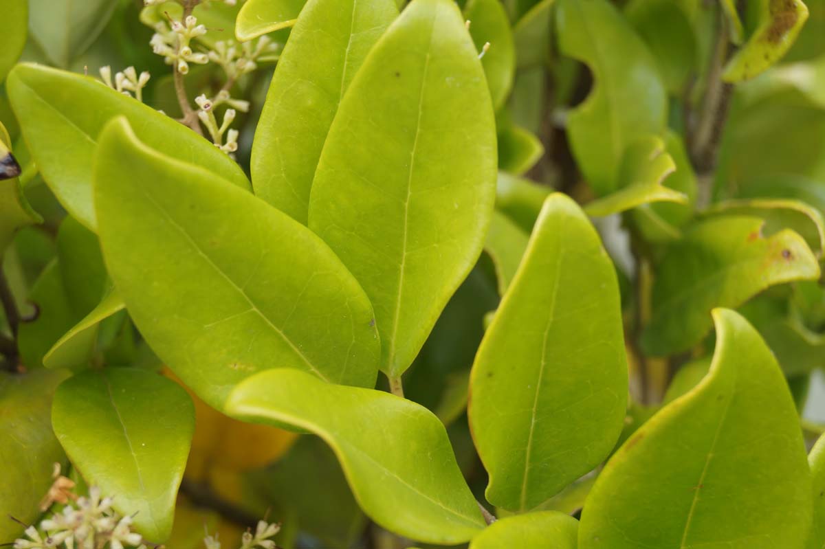 Ligustrum lucidum meerstammig / struik