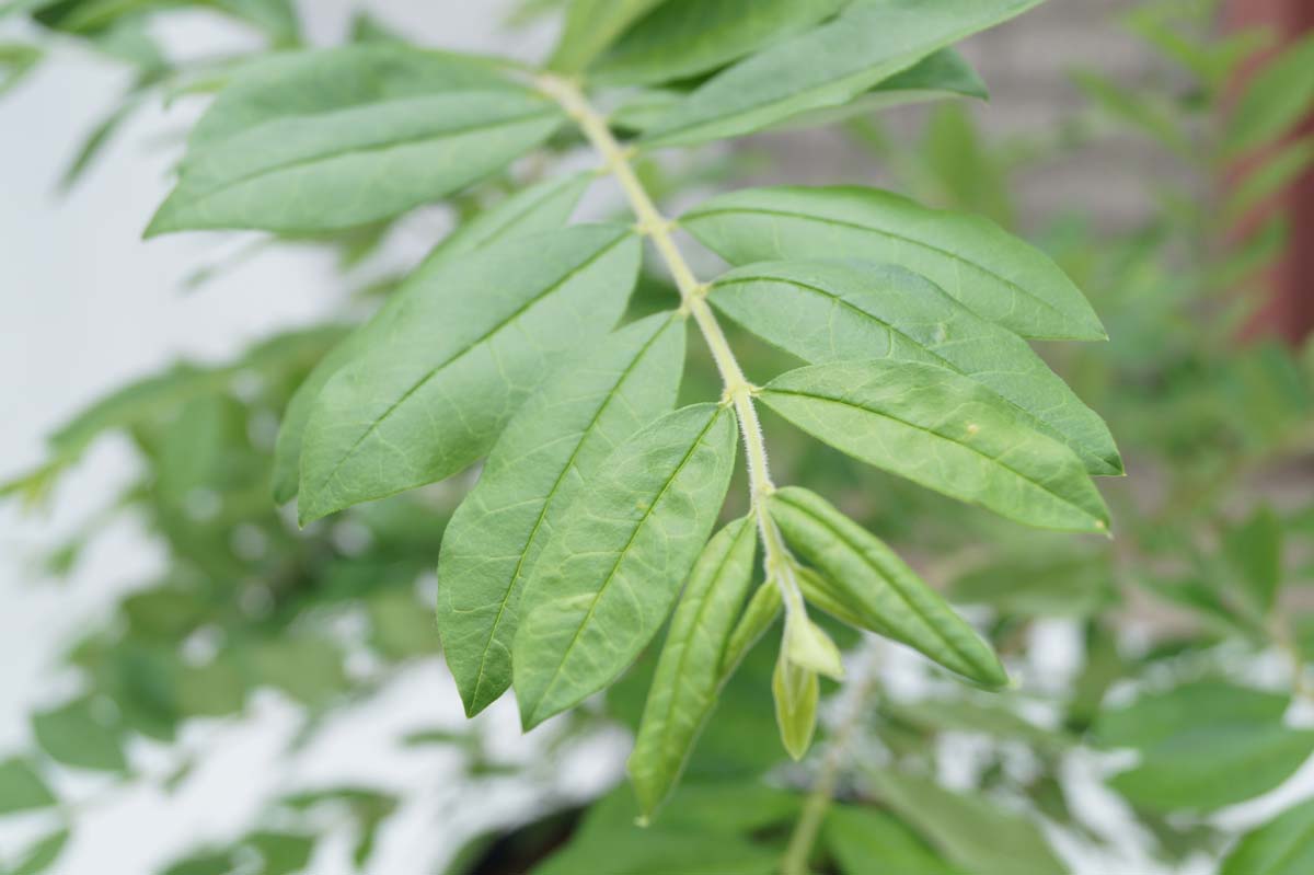 Ligustrum obtusifolium regelianum Tuinplanten