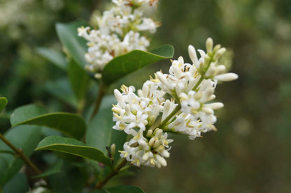 Ligustrum ovalifolium haagplant bloem