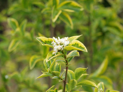 Ligustrum ovalifolium 'Aureum'