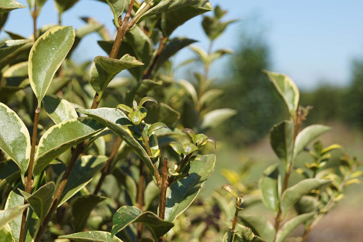 Ligustrum ovalifolium 'Aureum'