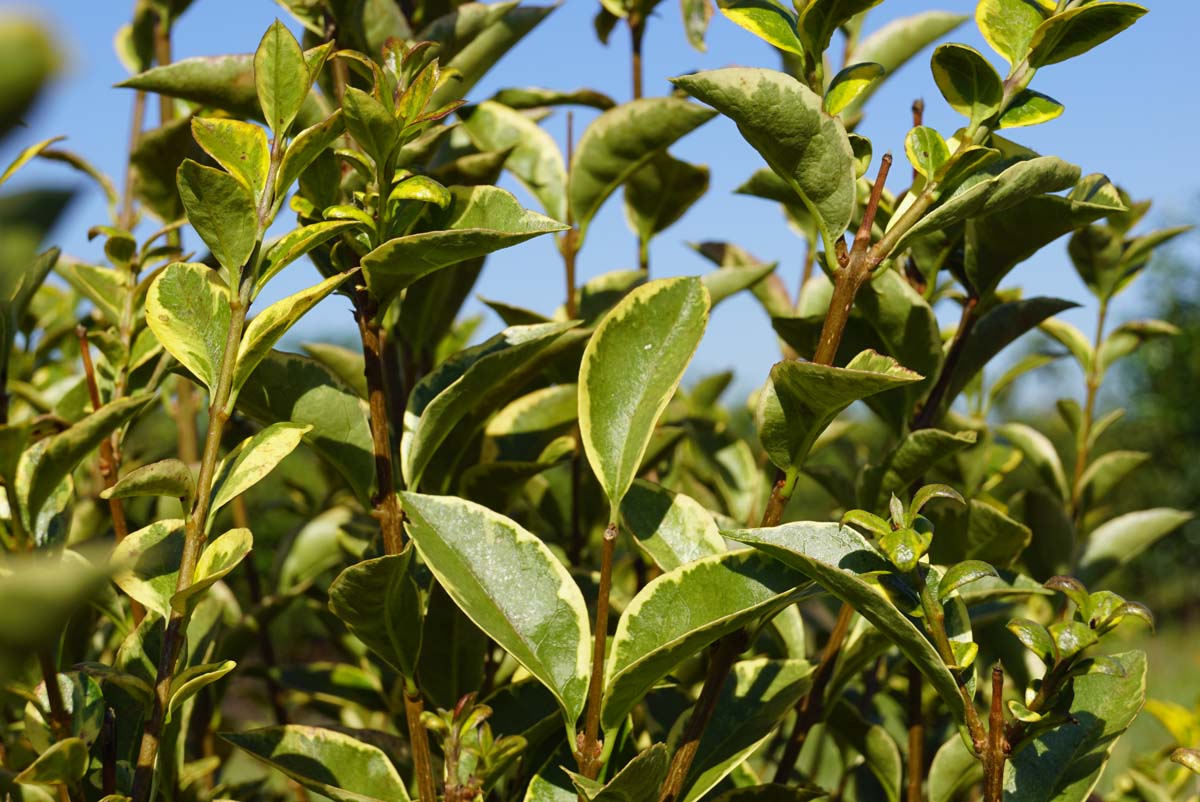 Ligustrum ovalifolium 'Aureum'