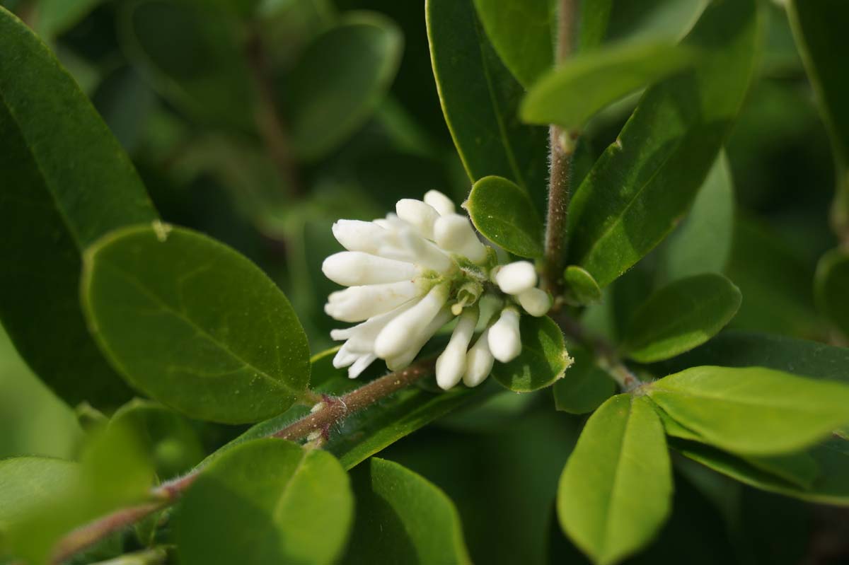 Ligustrum quihoui Tuinplanten