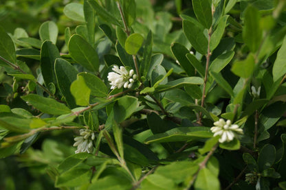 Ligustrum quihoui Tuinplanten