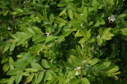 Ligustrum quihoui meerstammig / struik