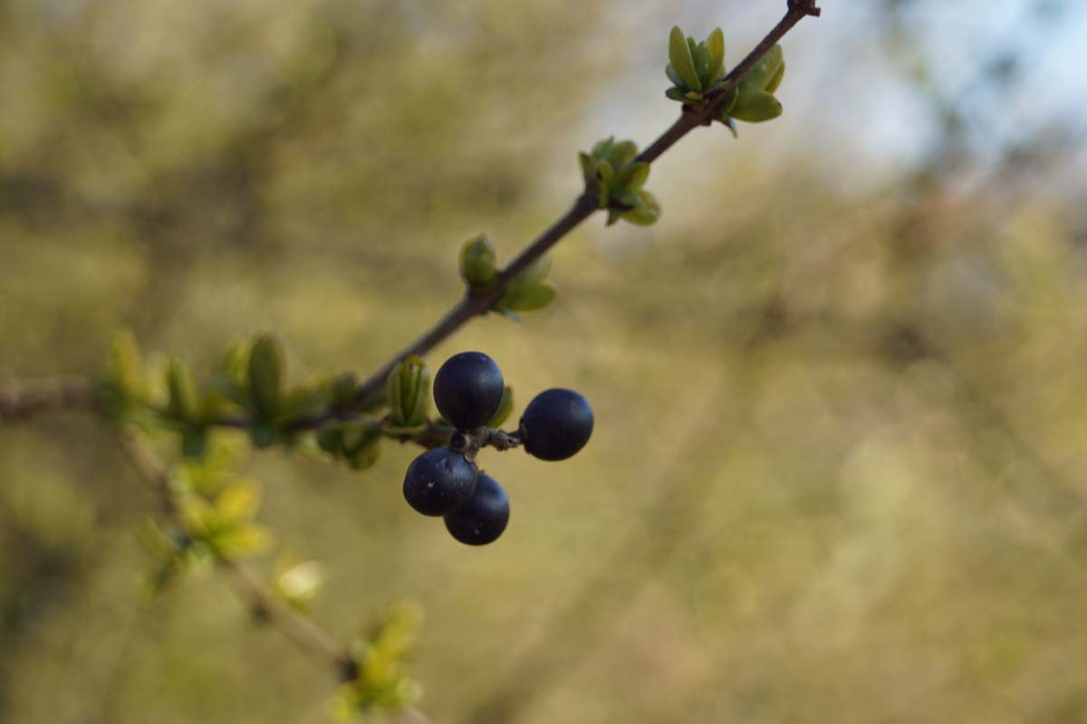 Ligustrum quihoui meerstammig / struik