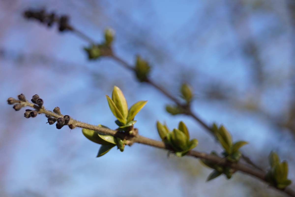 Ligustrum quihoui meerstammig / struik