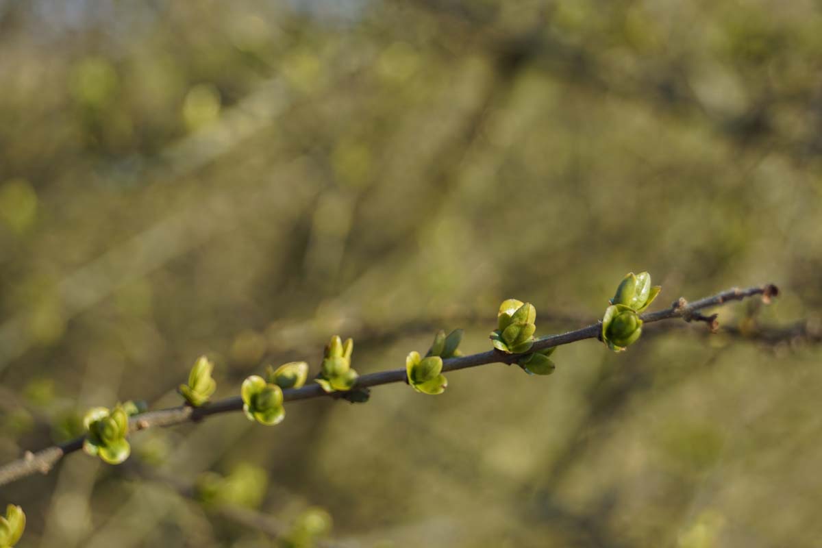 Ligustrum quihoui meerstammig / struik