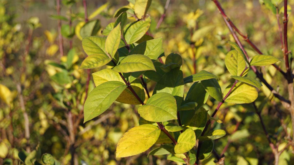 Lonicera fragrantissima