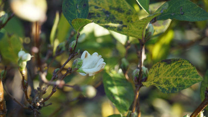 Lonicera fragrantissima