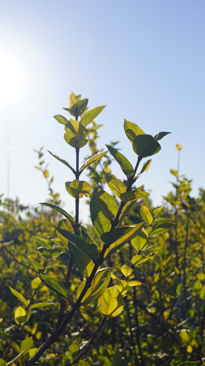 Lonicera fragrantissima