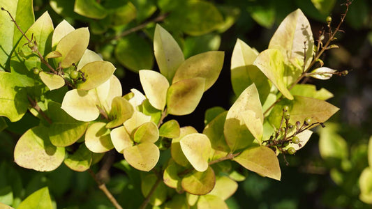 Ligustrum 'Vicaryi' meerstammig / struik