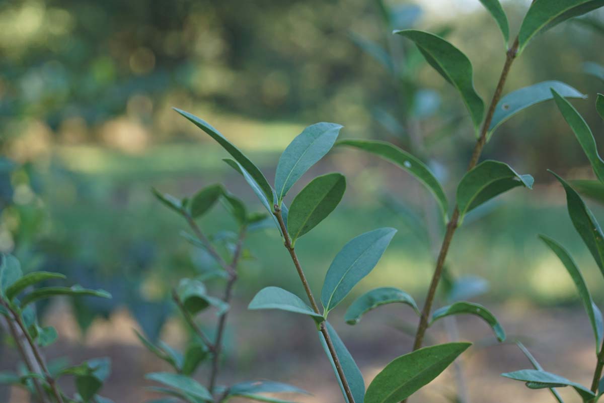 Ligustrum vulgare Tuinplanten blad