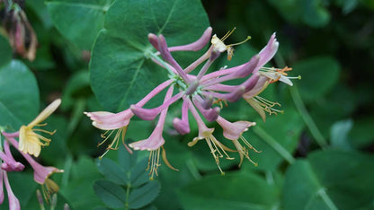 Lonicera heckrottii 'American Beauty'