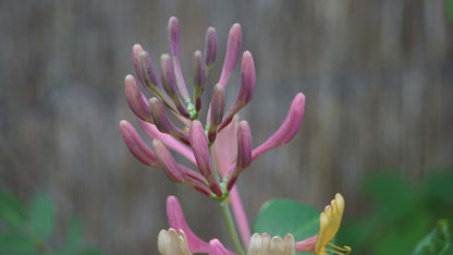 Lonicera heckrottii 'American Beauty'