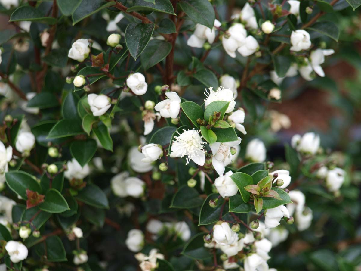 Luma apiculata meerstammig / struik