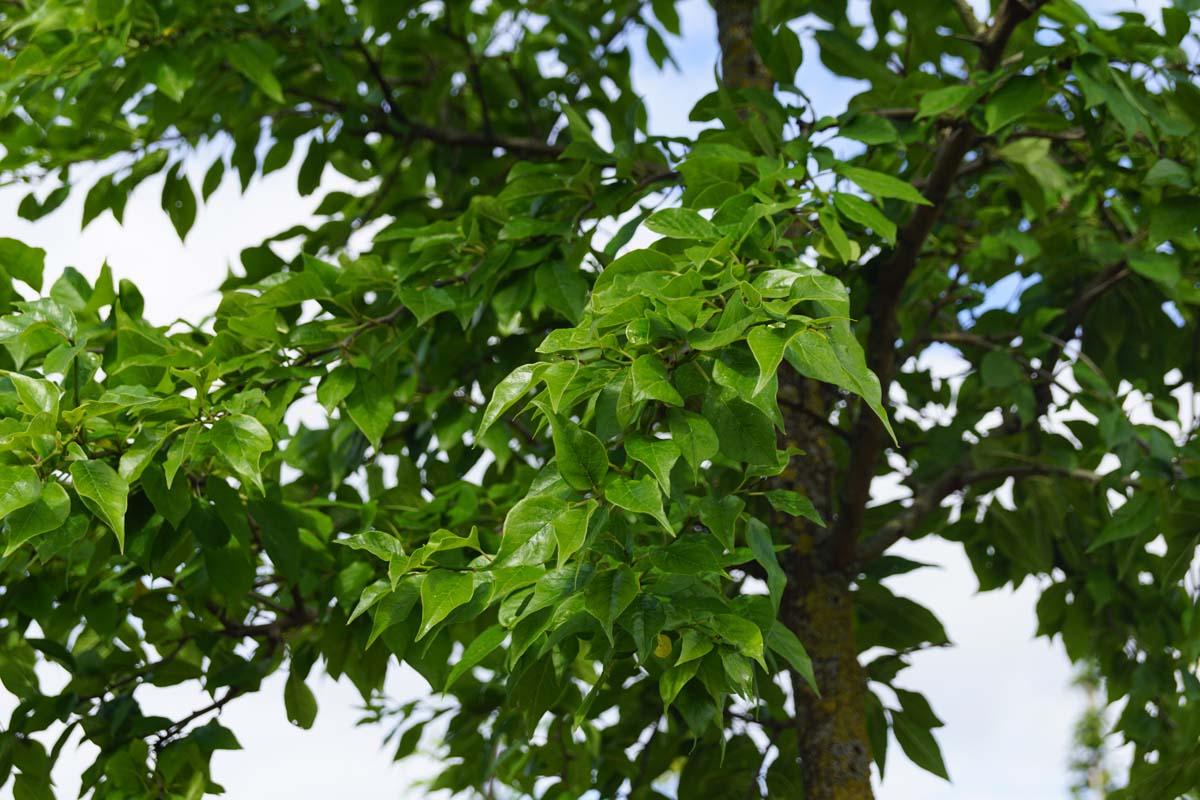 Maclura pomifera solitair