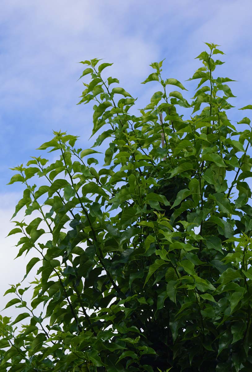 Maclura pomifera Tuinplanten