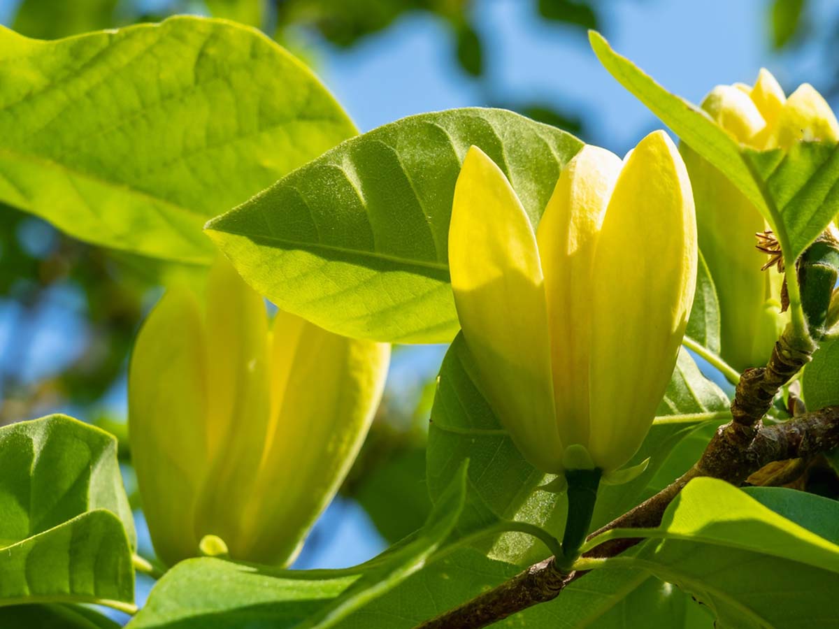 Magnolia brooklynensis 'Yellow Bird' solitair bloem