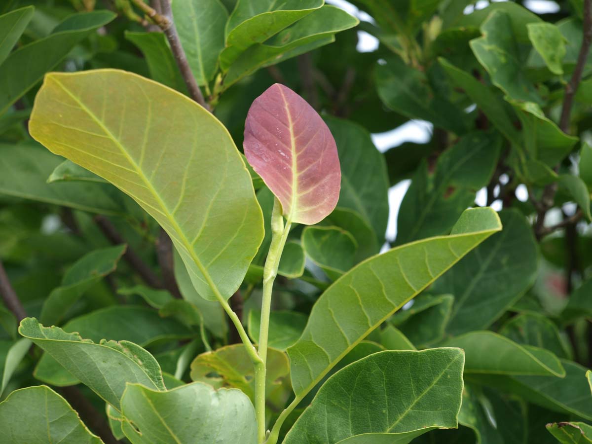 Magnolia cylindrica Tuinplanten