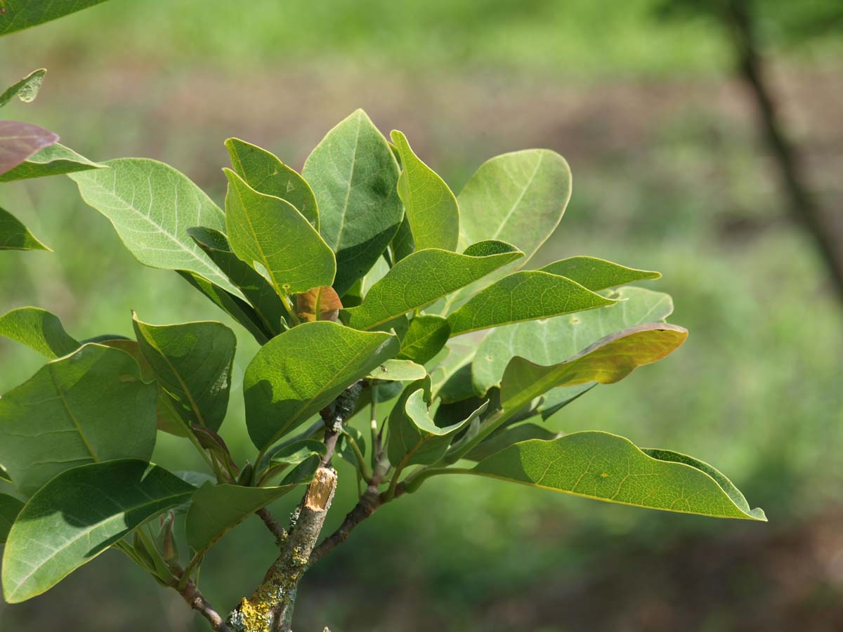 Magnolia cylindrica Tuinplanten