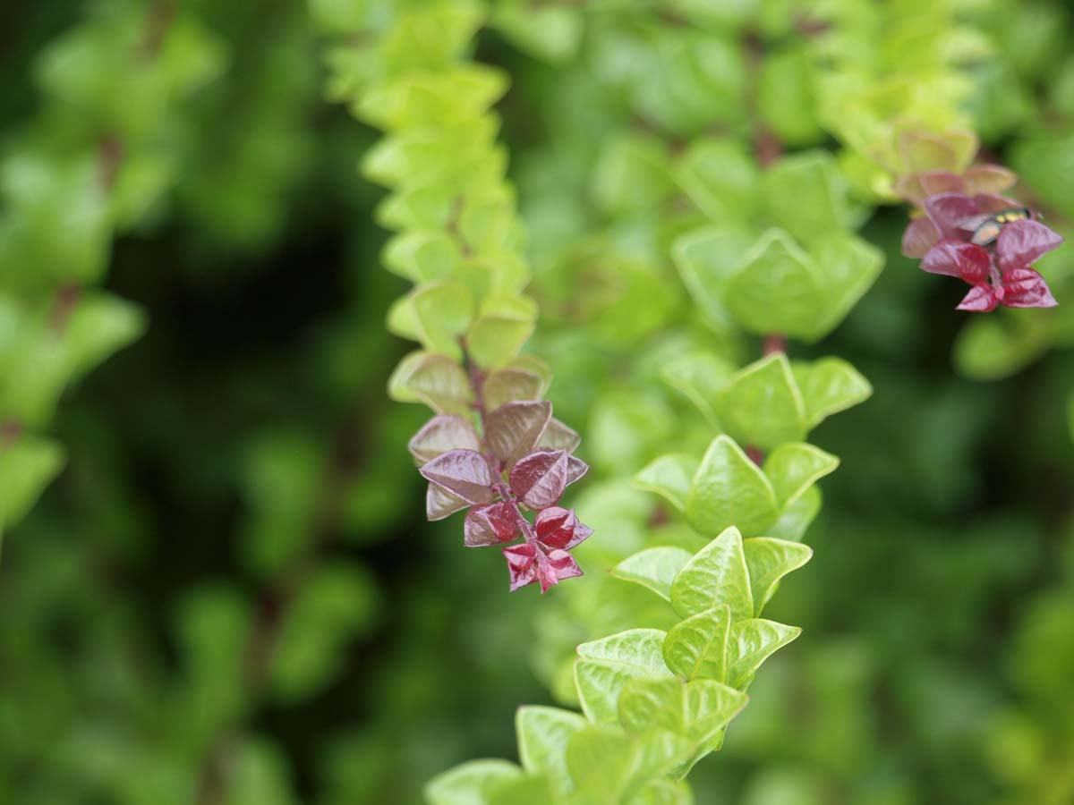 Lonicera nitida 'Red Tips'