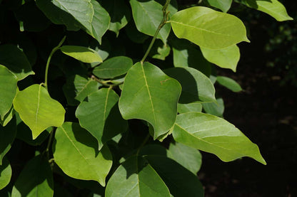 Magnolia denudata solitair