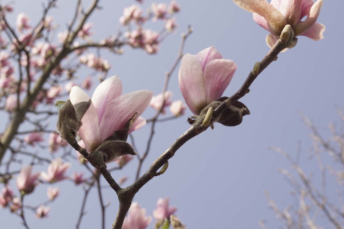 Magnolia 'Heaven Scent' solitair