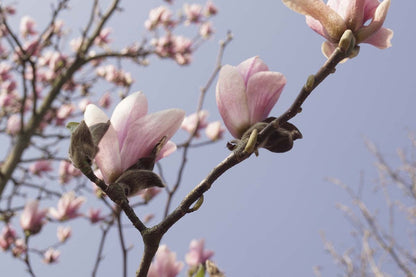 Magnolia 'Heaven Scent' op stam