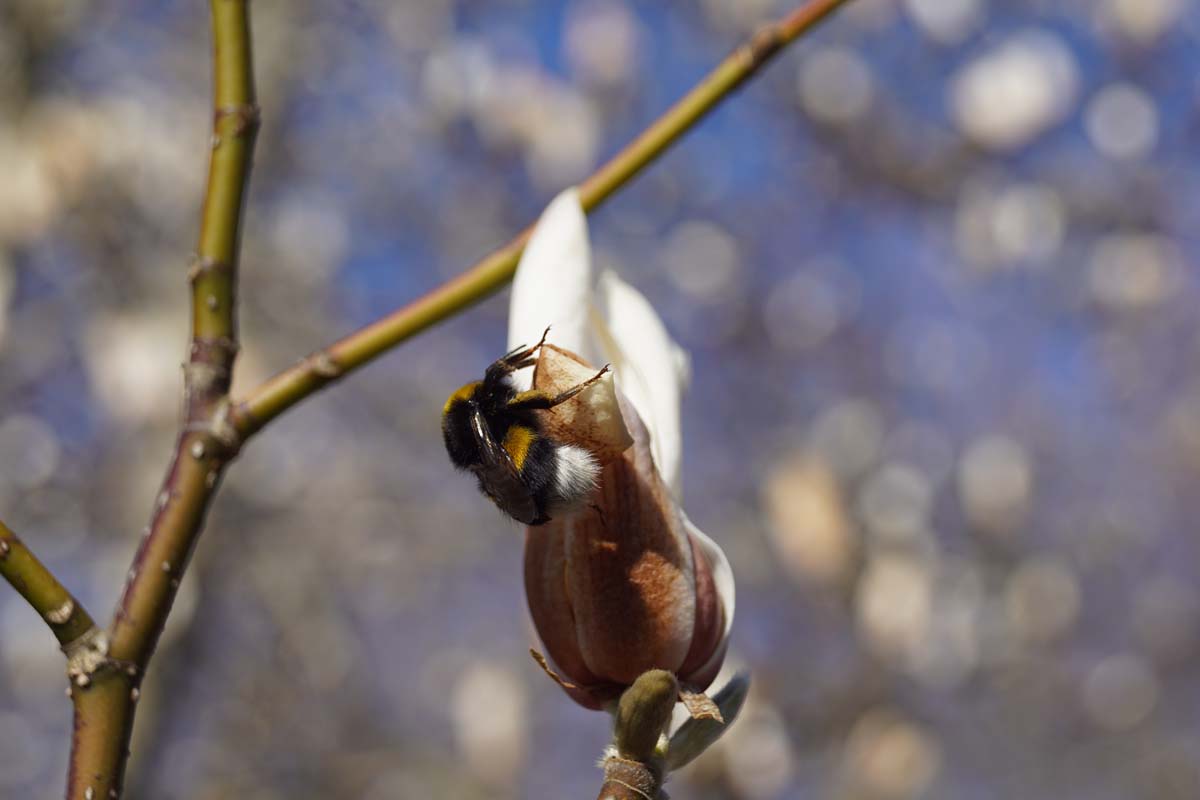 Magnolia kobus meerstammig / struik biodiversiteit