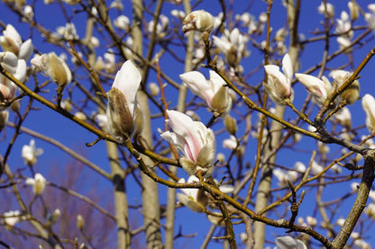 Magnolia liliiflora meerstammig / struik